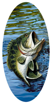 DASOV 530 Jumping bass